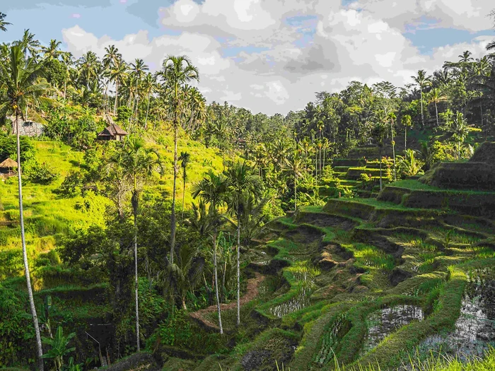 Hotels in Ubud